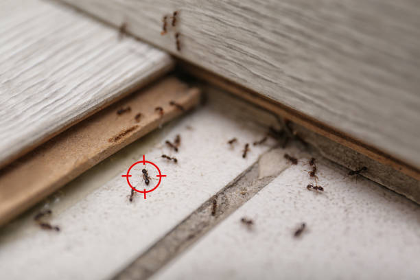 Wasp Removal Services in Copperas Cove, TX