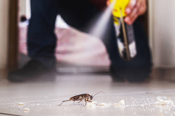 Best Affordable Pest Control Services  in Copperas Cove, TX